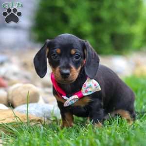 Amelia, Dachshund Puppy